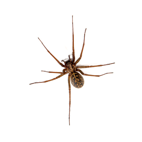 Hobo spider on sale