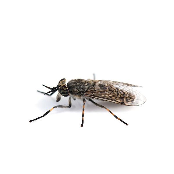 New Mexico Pest Control provides information on horse flies in New Mexico.