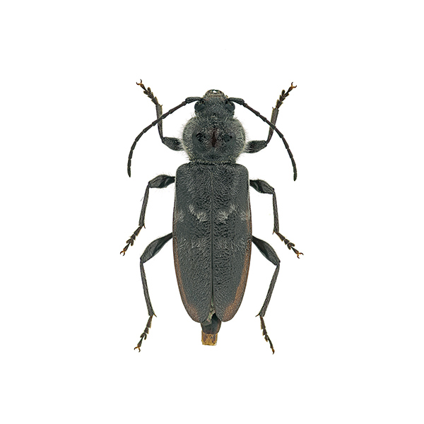 New Mexico Pest Control provides info on old house borer beetles in New Mexico.