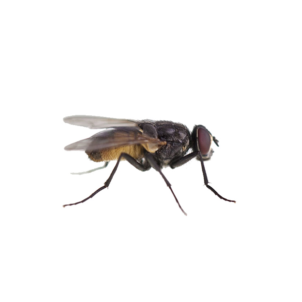 New Mexico Pest Control provides information on stable flies in New Mexico.