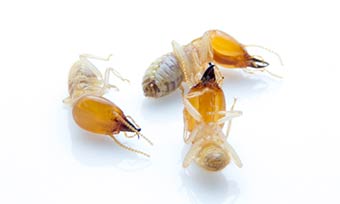 Learn how termite treatment works from New Mexico Pest Control in Santa Fe and Albuquerque NM.