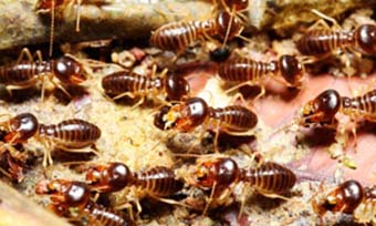 Termite treatments all have different life spans. New Mexico Pest Control provide regular treatment in Santa Fe, Albuquerque, Las Cruces, Deming, Silver City, Taos and surrounding areas