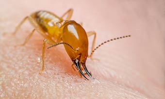 Learn if termites can hurt people from New Mexico Pest Control in Santa Fe, Albuquerque, Las Cruces, Taos, Silver City, Deming and surrounding areas