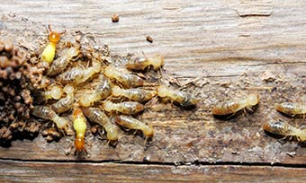 Learn how termites spread from New Mexico Pest Control in Santa Fe and Albuquerque NM.