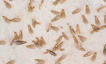 Learn signs of a termite infestation from New Mexico Pest Control in Santa Fe, Albuquerque, Taos, Las Cruces, Deming, Silver City and surrounding areas