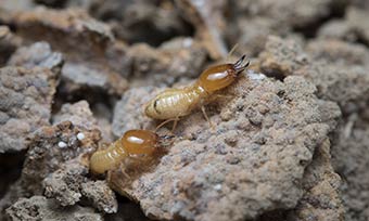 Learn about the termite life cycle from New Mexico Pest Control in Santa Fe, Albuquerque, Las Cruces, Taos, Deming, Silver City and surrounding areas