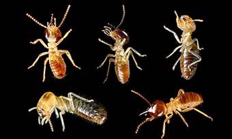 Learn about types of termites from New Mexico Pest Control in Santa Fe and Albuquerque NM.