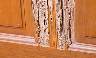 Learn what termite damage looks like from New Mexico Pest Control in Santa Fe, Albuquerque, Las Cruces, Taos, Silver City, Deming and surrounding areas