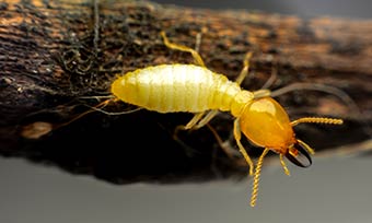 Learn termites look like from New Mexico Pest Control in Santa Fe and Albuquerque NM.