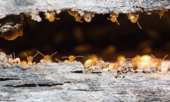 Learn where termites live from New Mexico Pest Control in Santa Fe, Albuquerque, Las Cruces, Taos, Deming, Silver City and surrounding areas