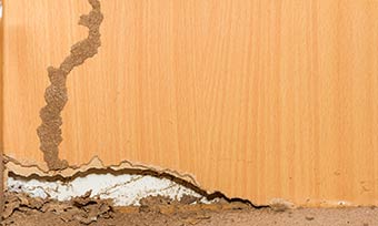 Learn where termite damage starts from New Mexico Pest Control in Santa Fe, Albuquerque, Deming, Silver City, Las Cruces, Taos and surrounding areas