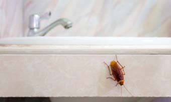 Learn how termite treatment affects other bugs from New Mexico Pest Control in Santa Fe and Albuquerque NM.