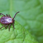 New Mexico Pest Control provides information on ticks and Lyme Disease Awareness Month.