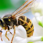 Learn how to keep aggressive yellow jackets away in Las Cruces and Santa Fe NM - New Mexico Pest Control