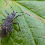 Learn how to prevent fall pests in Santa Fe and Albuquerque NM - New Mexico Pest Control