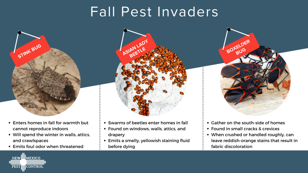 Fall pest prevention in Santa Fe NM - New Mexico Pest Control