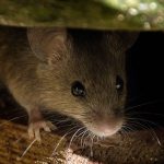 Learn how to keep rats and mice out of your New Mexico or Albuquerque home - New Mexico Pest Control