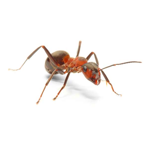 field-ant