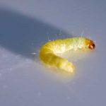 A moth larvae found in a pantry in Santa Fe NM - New Mexico Pest Control