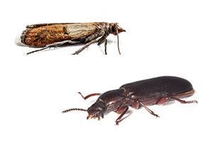 Identifying and controlling Indianmeal moths and confused flour beetles in New Mexico - New Mexico Pest Control