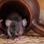 Rodents infest Santa Fe and Albuquerque NM homes in the winter to escape dropping temperatures - New Mexico Pest Control