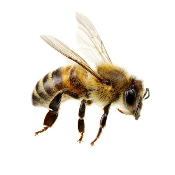 Honey bee identification and information in Santa Fe and Albuquerque NM - New Mexico Pest Control