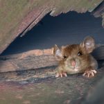 Rat enters through crevice in Santa Fe or Albuquerque NM home - New Mexico Pest Control provides rodent prevention tips.
