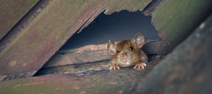 How to Keep Rats & Mice Out of Your Garage 