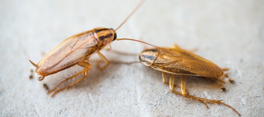 8 German Roach Facts To Remember
