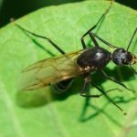 Carpenter ants are frequently mistaken for termites in Albuquerque NM - Learn the differences from New Mexico Pest Control!