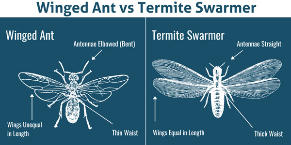 Winged ant vs. termite - New Mexico Pest Control
