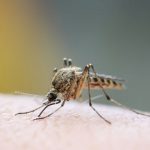 Mosquitoes do not transmit coronavirus in Santa Fe NM. New Mexico Pest Control