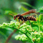 Paper wasps are common summertime wasps in Santa Fe NM - New Mexico Pest Control
