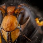 All about the Asian giant hornet - New Mexico Pest Control in Santa Fe NM