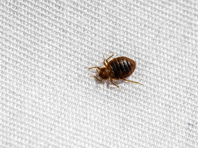 How to check for bed bugs signs and symptoms in Santa Fe NM - New Mexico Pest Control