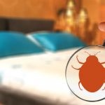 Common bed bug myths in Santa Fe NM - New Mexico Pest Control