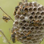 Wasp nest characteristics in Santa Fe and Taos NM - New Mexico Pest Control
