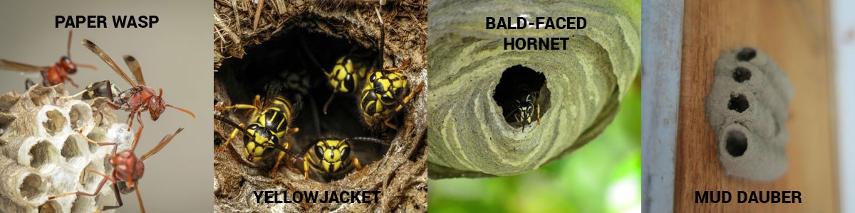 Wasp nest identification in the Santa Fe NM area - New Mexico Pest Control