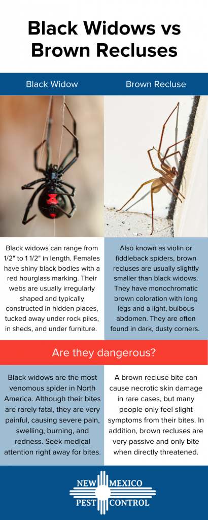 Black Widow Control, How to Get Rid of Spiders