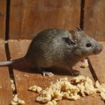 Rodents invade Santa Fe NM homes in the fall - New Mexico Pest Control
