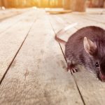 Rodents enter homes in Santa Fe NM during the pandemic - New Mexico Pest Control