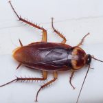 Cockroaches are a common seasonal pest in Santa Fa NM - New Mexico Pest Control