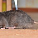 Rats and mice in Santa Fe New Mexico - New Mexico Pest Control