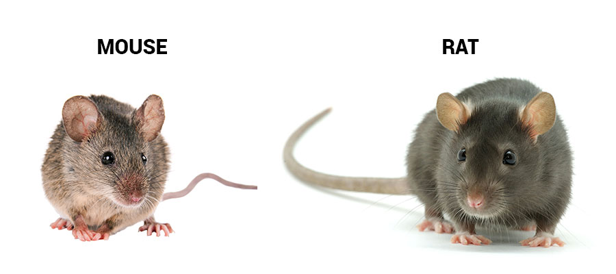 Rats vs mice in Santa Fe NM - New Mexico Pest Control
