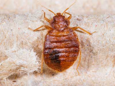 What bed bugs look like in Santa Fe NM - New Mexico Pest Control