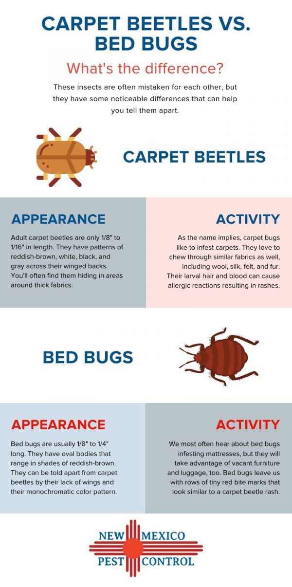 Carpet Beetle vs Bed Bug | New Mexico Pest Control