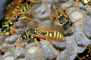 What paper wasps look like in Santa Fe NM - New Mexico Pest Control