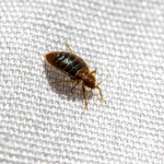 Bed bugs spread easily in Santa Fe NM - New Mexico Pest Control