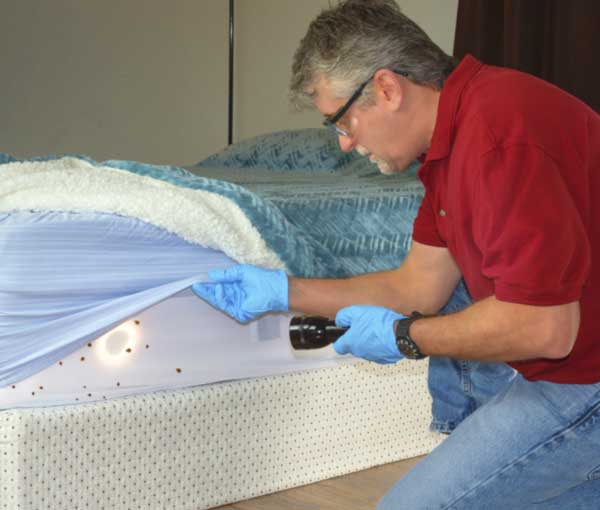How to spot bed bugs in Santa Fe - New Mexico Pest Control
