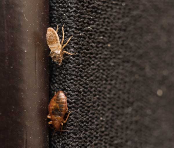 How do bed bugs spread in Santa Fe - New Mexico Pest Control